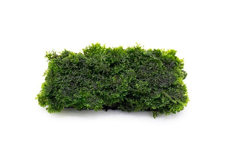 Live Aquarium Plants on Driftwood, Lava Rock, Moss, Fiber Mat - Freshwater Fish Tanks - Easy, Beginner Friendly (Mini Pellia on Stainless Steel Mesh, (1 Pack)) - color: Mini Pellia - Stainless Steel, size: 1 Pack