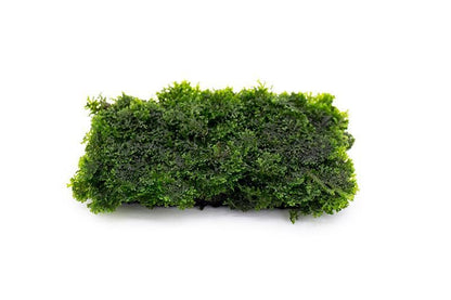 Live Aquarium Plants on Driftwood, Lava Rock, Moss, Fiber Mat - Freshwater Fish Tanks - Easy, Beginner Friendly (Mini Pellia on Stainless Steel Mesh, (1 Pack)) - color: Mini Pellia - Stainless Steel, size: 1 Pack