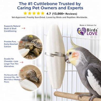 Birds LOVE 7.5-8" Cuttlebone for Birds – 100% Natural Sun-Dried Calcium Carbonate Mineral Supplement – for Parakeets, Budgies, Cockatiels, Finches & Canaries – 2 Pack with Holder – Made in Vietnam - size: 2 Count (Pack of 1)