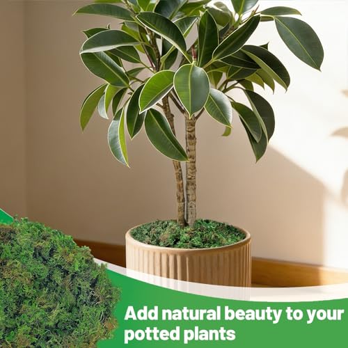 17oz Large Pack Natural Green Moss for Plants Indoor - Dried Forest Real Moss for Crafts, Artificial Fairy Gardens, Mosswall, Glass Terrariums, Floral Design, Home Decor - style: 17oz