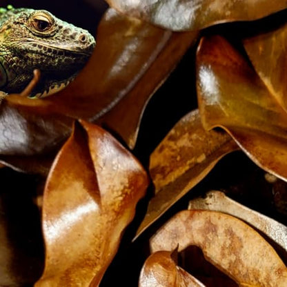 Magnolia Leaf Litter, 55-60 Small 3' - 6" Premium Whole Natural Organic Hand Picked Leaves for Bioactive Enclosures, Reptiles, Amphibians, Terrariums