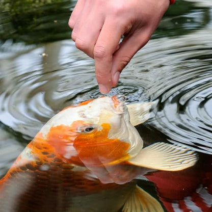 Tetra Pond Koi Vibrance Soft Sticks, Floating Pond Fish Food, 16.5 lbs | Daily Diet for Koi Fish and Ornamental Goldfish, Feed When Water is Above 50 Degrees, Highly Digestible, Clean & Clear Water - size: 16.5 Pound (Pack of 1)