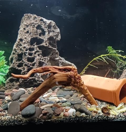 YZHZOM 8pcs Natural Small Spiderwood Driftwood for Aquarium Decor Aquarium Driftwood Freshwater Reptile Driftwood Aquarium spiderwood (spiderwood 5-6inch 8pcs)