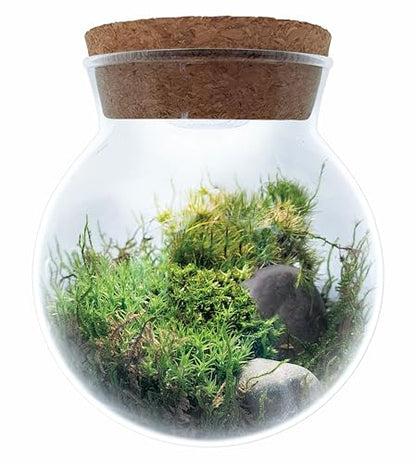 Create Your Serene Moss Sanctuary with The Unique Gardener Moss Bowl Terrarium Kit with LED Light - Complete Terrarium Supplies, Indoor Plants for Stress Relief & Air Purification!