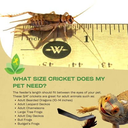 Josh's Frogs 3/4" Banded Feeder Crickets for Pets (500 Count) | Long Storage Protein Food Crickets, Healthy Active Prey for Leopard Geckos, Bearded Dragons, Tree Frogs, Frogs, Birds, Bats