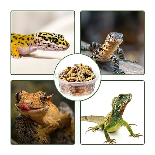 ANCKNE 200 pcs 0.5oz Crested Gecko Food and Water Feeding Cups | Reptile Feeder Bowls | for Lizard and Other Small Pet Ledge Accessories Supplies