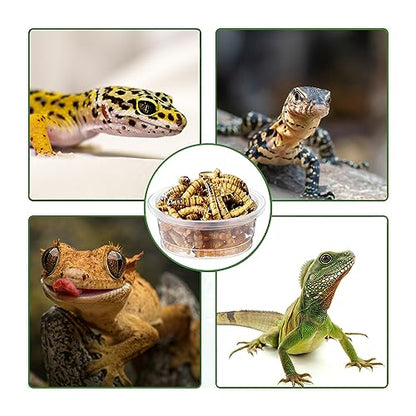 ANCKNE 200 pcs 0.5oz Crested Gecko Food and Water Feeding Cups | Reptile Feeder Bowls | for Lizard and Other Small Pet Ledge Accessories Supplies