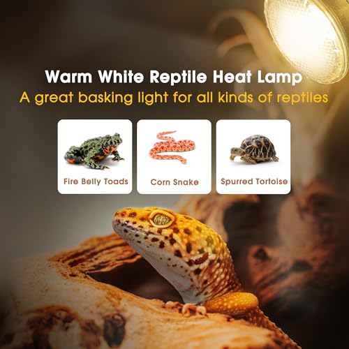 Reptile Heat Bulb, 75W UVA Reptile Light Bulbs Dimmable Heat Lamp | 2 Pack Basking Spot Light Bulbs for Reptiles, Amphibian, Bearded Dragon, Lizard, Chicken - color: Cream-75w Th11