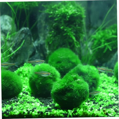 Plantas Naturales, 4-Pack Live Marimo Moss Balls, 2.7-2.9cm After Soaking - Natural Aquarium Plants for Fish Tank Decor & Ecological Bottles, Marimo Planta Viva