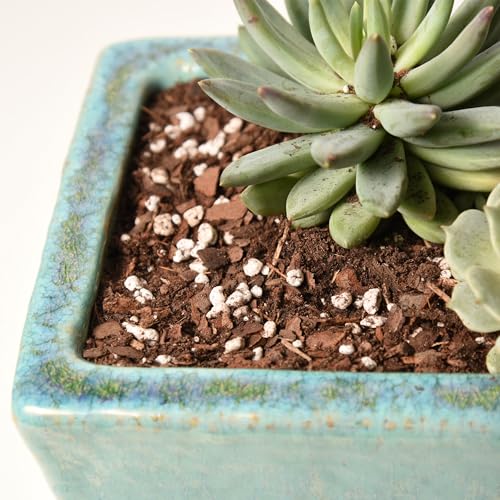 Perfect Plants Succulent & Cactus Soil, 8 qt, Organic Potting Mix | Fast draining blend of peat moss, composted pine bark, perlite and lime for the dry roots cacti love, resealable bag - size: 8 quarts