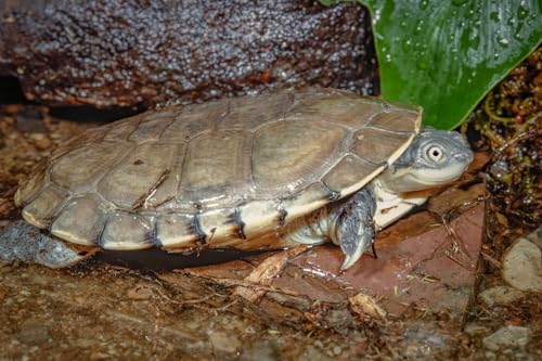 Aquatic Turtle 3/8" x 1/8" 30% Protein Floating Sticks for Aquatic & Semi Aquatic Red Ear, Painted. Map, Soft Shell Pond Turtles...WL…1/4-lb Foil Pouch Bag - size: 4 Ounce (Pack of 1)