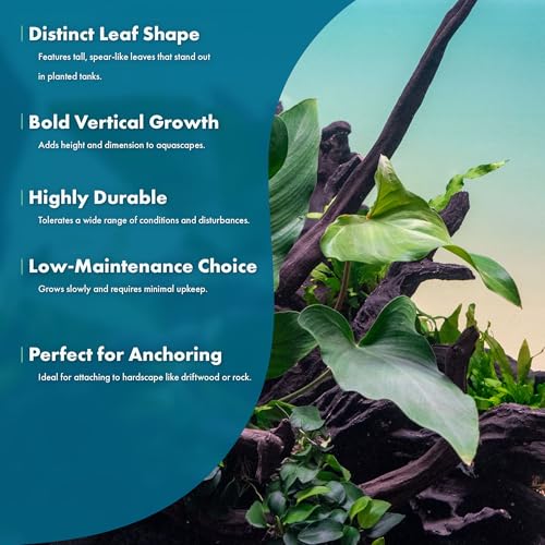 Live Plants – Anubias Hastifolia (Anubias hastifolia) – Low to Moderate Light, Medium to Dark Green Arrow-Shaped Leaves, Midground to Background Tank Placement - Pot, 3 Pack - color: Anubias Hastifolia, size: 3 Pots