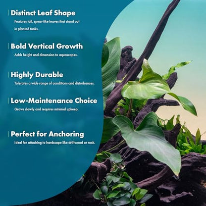 Live Plants – Anubias Hastifolia (Anubias hastifolia) – Low to Moderate Light, Medium to Dark Green Arrow-Shaped Leaves, Midground to Background Tank Placement - Pot, 3 Pack - color: Anubias Hastifolia, size: 3 Pots