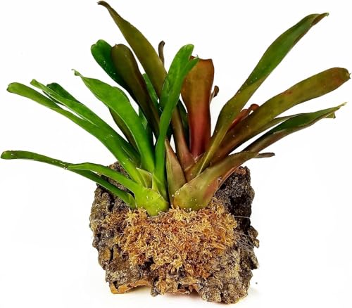 Premium New Zealand Sphagnum Moss, 1000g (80L When Hydrated) - Harvested in New Zealand's South Island, Dried and Long for Potted Plants, Orchids, Reptiles (AA Classic (4" Strands)) - size: AA Classic (4" Strands)