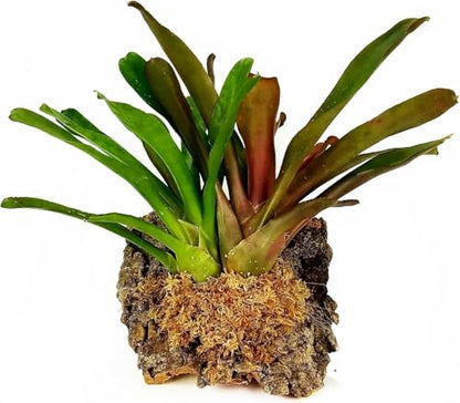 Premium New Zealand Sphagnum Moss, 1000g (80L When Hydrated) - Harvested in New Zealand's South Island, Dried and Long for Potted Plants, Orchids, Reptiles (AA Classic (4" Strands)) - size: AA Classic (4" Strands)
