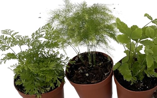 Mini Ferns for Terrariums/Fairy Garden - Live Plants - 3 Different Plants-2" Pots