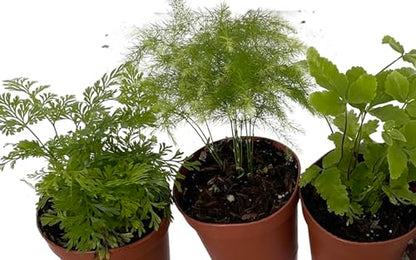 Mini Ferns for Terrariums/Fairy Garden - Live Plants - 3 Different Plants-2" Pots