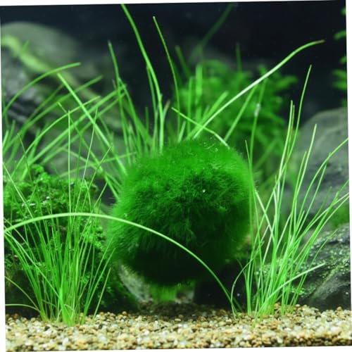 Plantas Naturales, 4-Pack Live Marimo Moss Balls, 2.7-2.9cm After Soaking - Natural Aquarium Plants for Fish Tank Decor & Ecological Bottles, Marimo Planta Viva