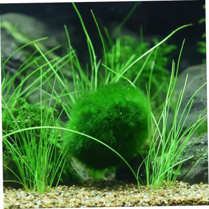 Plantas Naturales, 4-Pack Live Marimo Moss Balls, 2.7-2.9cm After Soaking - Natural Aquarium Plants for Fish Tank Decor & Ecological Bottles, Marimo Planta Viva