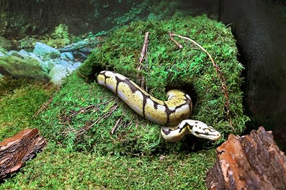 Galápagos (05370) Mossy Sapa Corner Hide - The Perfect Reptile Hide for Security and Comfort - A Natural and Secure Hide for Reptiles, Amphibians, and Invertebrates, L10” x W5.5” x H4.5”