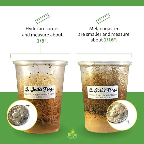 Josh's Frogs Black Drosophila Hydei Fly Culture, 32 oz - Freshly Started | Flightless Live Feeder Insects for Dart Frogs, Fish, Mantids, Toads, Slings, and Other Reptiles, Amphibians, or Animals - color: Black Hydei