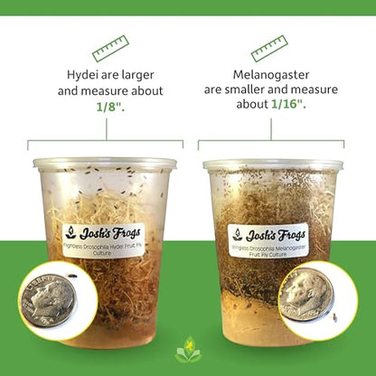 Josh's Frogs Black Drosophila Hydei Fly Culture, 32 oz - Freshly Started | Flightless Live Feeder Insects for Dart Frogs, Fish, Mantids, Toads, Slings, and Other Reptiles, Amphibians, or Animals - color: Black Hydei