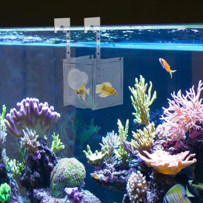 QWORK Acrylic Fish Breeding Isolation Box - Transparent Aquarium Incubator for Small Fishes Shrimp Clownfish Guppy, 3.9-inch