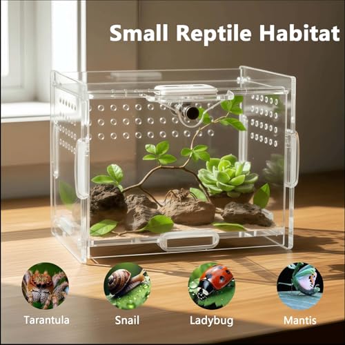Mini Acrylic Spider Enclosure, Clear Habitat with 1mm Ventilation | Compact clear acrylic enclosure with 1 mm ventilation holes for jumping spiders and other small invertebrates. - size: Small Square Acrylic Terrarium