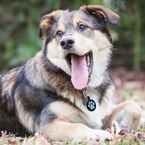 MYLUCKYTAG QR Code Pet ID | Personalized Dog & Cat Collar Tag | Online Profile with Instant Scanned Location Alert Email - style: Blue Snow Paw