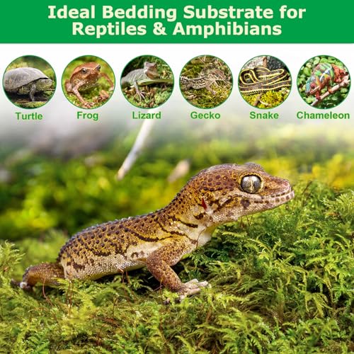 3.3LB Sphagnum Moss for Plants, 60QT Natural Long Fiber Orchid Moss | Drainage & Moisture Retention, Green Plant Moss for Orchid Repotting, Carnivorous, Succulents, Reptile Bedding & Terrariums - size: 3.3LB