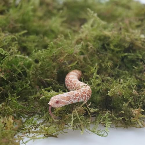 Snake Bedding 8oz Natural Moss Substrate, Humidity Control Reptile Tank Litter for Corn Snakes, Geckos & Small Reptiles, Odor Control Pet Tank Accessories