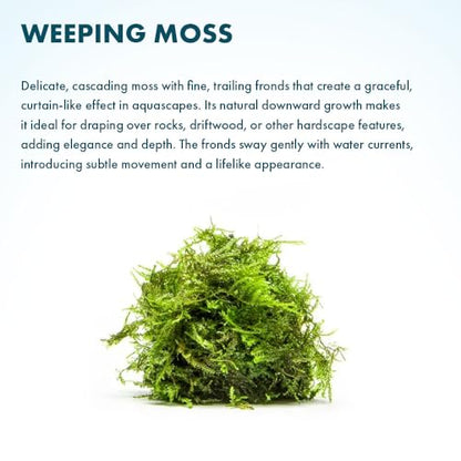 Live Aquarium Plants on Driftwood, Lava Rock, Moss, Fiber Mat - Freshwater Fish Tanks - Easy, Beginner Friendly (Weeping Moss, (Golfball)) - color: Weeping - Golf Ball, size: 1 Pack