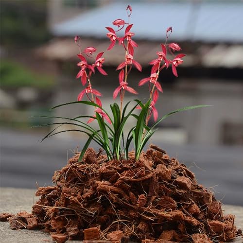 Coco Husk Chips Coconut Substrate for Garden Potting Soil Coconut Brick for Indoor Outdoor Flowers Plants Compressed Low EC Coco Husk Mulch for Garden Coconut Substrate for Reptiles