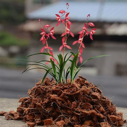Coco Husk Chips Coconut Substrate for Garden Potting Soil Coconut Brick for Indoor Outdoor Flowers Plants Compressed Low EC Coco Husk Mulch for Garden Coconut Substrate for Reptiles