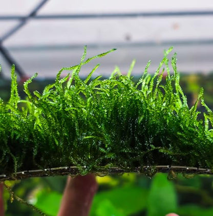 Enchanting Aquatic Moss Collection: Create a Lush Underwater Landscape with Easy-Care Varieties - Perfect for Aquarium Décor and Aquascaping (Flame Moss - 3inx3in Mat) - style: Flame Moss - 3inx3in Mat
