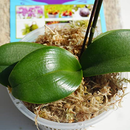 5oz Sphagnum Moss for Plant Propagation, Great Orchid Potting Mix, Help with Maintain Humidity - size: 5oz