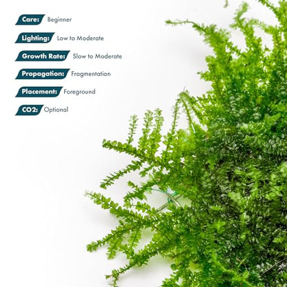 Live Aquarium Plants on Driftwood, Lava Rock, Moss, Fiber Mat - Freshwater Fish Tanks - Easy, Beginner Friendly (Mini Christmas Moss on Stainless Steel, 3 Pack) - color: Mini Christmas - Stainless Steel, size: 3 Pack