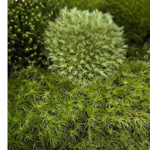 Super Fairy Garden Assortment Moss and Lichen for Terrarium, 6"x9" Bag