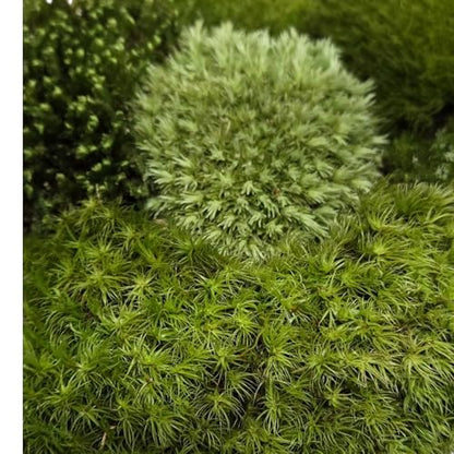 Super Fairy Garden Assortment Moss and Lichen for Terrarium, 6"x9" Bag