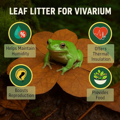 Frog Tank Accessories – 100 Pcs 3" Indian Almond Catappa Leaves, Natural Leaf Litter for Tree Frogs, Bioactive Terrarium Accessories, Amphibian Habitat Decor