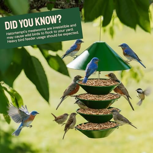 Hatortempt 1.8lb Dried Mealworms for Chickens, High Protein Bird Feed | High-Protein Blue Bird Food - Organic Diet Meal Worms - Hand Inspected Treats for Blue Birds, Robin, Ducks - 2 Yr Shelf Life - size: 1.8 Pound (Pack of 1)