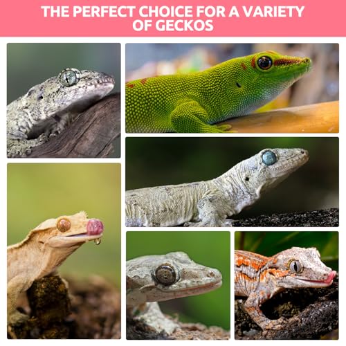 Gecko Food, Fruit Mix Insects Gecko Diet with Watermelon 2 oz