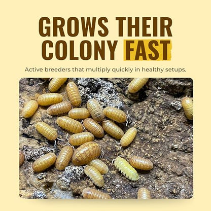 Creation Cultivated 12+ T+ Albino Armadillidium vulgare Isopods Live - Live Bugs for Bioactive Terrarium, Vivarium Clean-up Crews, and Reptile Food - Easy-Care Isopods for Terrarium