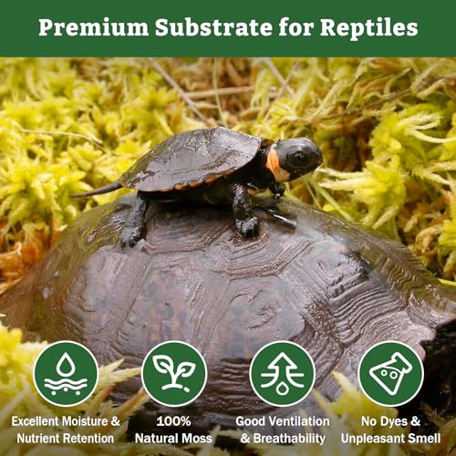 Riare 5.3oz Natural Sphagnum Moss for Reptiles- Terrarium Reptiles Moss | 6QT High Expansion, Moisture Retention, Long Fiber Dried Moss Bedding for Lepard Gecko Snakes Turtles Frogs Spiders - color: 5.3OZ