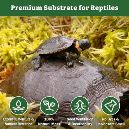 Riare 5.3oz Natural Sphagnum Moss for Reptiles- Terrarium Reptiles Moss | 6QT High Expansion, Moisture Retention, Long Fiber Dried Moss Bedding for Lepard Gecko Snakes Turtles Frogs Spiders - color: 5.3OZ