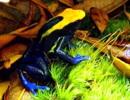 Josh's Frogs Organic Live Oak Leaf Litter, 1 Gallon/500 Leaves | USA Collected
