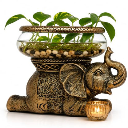 Good Luck Elephant Terrarium Bowl, Antique Gold | Elephant Figurine with Removable Glass Bowl, Succulent Planter, Candle Holder, Air Plant Display, Zen Home Décor Accent - color: Gold Antiqued Elephant Glass