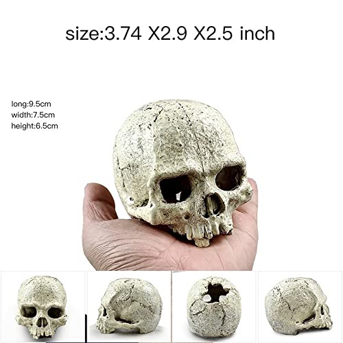 AWXZOM Desert Reptile Skull Fish Tank Decorations - Bearded Dragon Accessories, Snake Tank Decor (Human + Dinosaur)