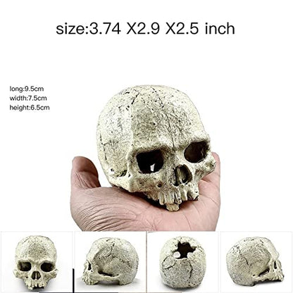 AWXZOM Desert Reptile Skull Fish Tank Decorations - Bearded Dragon Accessories, Snake Tank Decor (Human + Dinosaur)