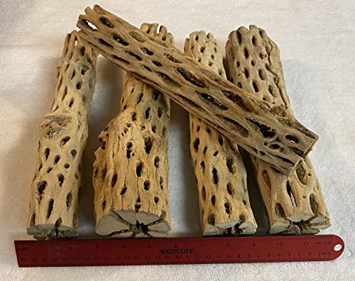 Awesome Aquatic XL Cholla Wood Tubes, Teddy Cane, 12" x 2–3" | XL Hideouts • Hollow tubes • Natural biofilm surface • Secure hideouts • Shrimp plecos hermit crabs reptiles • Natural décor - size: XL 12 in x 2-3 in Diameter